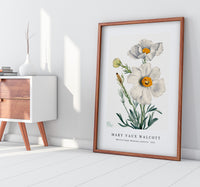 Mary Vaux Walcott - Matilija Poppy (Romneya coulteri) (1931)
