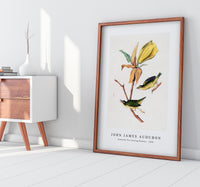 John James Audubon - Kentucky Fly-catching Warbler (1830s)