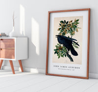 John James Audubon - Raven from Birds of America (1827)