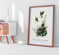 John James Audubon - Yellow-breasted Chat from Birds of America (1827)