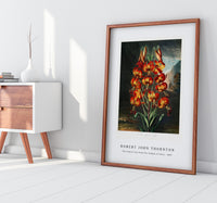 Robert John Thornton - The Superb Lily from The Temple of Flora (1807)