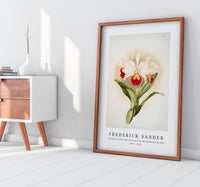 Frederick Sander - Cattleya trianaei schroederiana from Reichenbachia Orchids-1847-1920