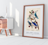 John James Audubon - Townsend's Warbler, Arctic Blue-bird and Western Blue-bird from Birds of America (1827)