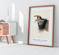 John James Audubon - Barn Swallow from Birds of America (1827)