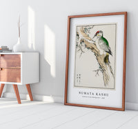 Numata Kashu - Japanese Green Woodpecker illustration from Pictorial Monograph of Birds (1885)