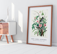 John James Audubon - Seaside Finch from Birds of America (1827)