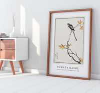 Numata Kashu - Japanese Long-tailed Tit and Maple Tree illustration from Pictorial Monograph of Birds (1885)