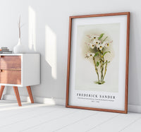 Frederick Sander - Dendrobium melanodiscus from Reichenbachia Orchids-1847-1920