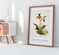 Frederick Sander - Cypripedium (hybridum) calypso from Reichenbachia Orchids-1847-1920