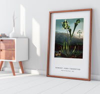 Robert John Thornton - American Bog Plants from The Temple of Flora (1807)