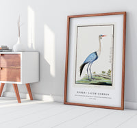 Robert Jacob Gordon - Grus carunculatus Bugeranus carunculatus wattled crane (1777–1786)