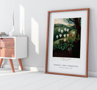 Robert John Thornton - The Persian Cyclamen from The Temple of Flora (1807)