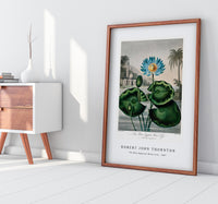 Robert John Thornton - The Blue Egyptian Water-Lily from The Temple of Flora (1807)