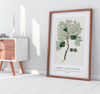 Robert Jacob Gordon - Widdringtonia nodiflora (L.) E. Powrie Mountain cypress, or Cape cedar (1777–1786)