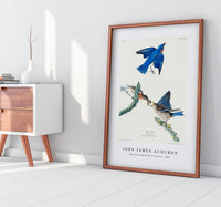 John James Audubon - Blue-bird from Birds of America (1827)