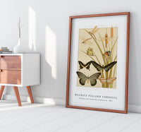 Maurice Pillard Verneuil - Papillons from L'animal dans la décoration (1897)