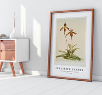 Frederick Sander - Cypripedium (hybridum) laucheanum-1847-1920