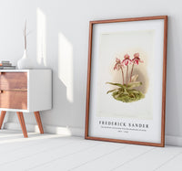 Frederick Sander - Cypripedium tautzianum from Reichenbachia Orchids-1847-1920