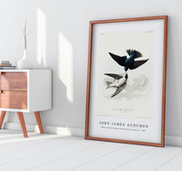 John James Audubon - White-bellied Swallow from Birds of America (1827)