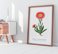 Robert Jacob Gordon - Carpobrotus quadrifidus L. Bolus (1777–1786)