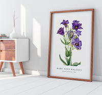 Mary Vaux Walcott - Eustoma russelianum (1930)