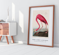 John James Audubon - Pink Flamingo from Birds of America (1827)