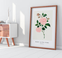 Mary Altha Nims - Damask Rose