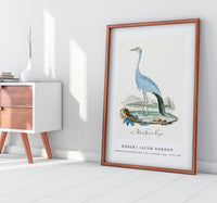 Robert Jacob Gordon - Anthropoides paradisea blue crane or Stanley crane (1777–1786)