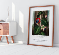 Robert John Thornton - The Winged Passion-Flower from The Temple of Flora (1807)