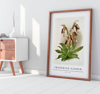 Frederick Sander - Cypripedium morganiæ burfordiense from Reichenbachia Orchids-1847-1920