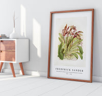 Frederick Sander - Cypripedium sanderianum from Reichenbachia Orchids-1847-1920