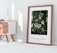 Robert John Thornton - The Passiflora Cerulea from The Temple of Flora (1807)