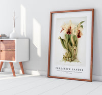 Frederick Sander - Cattleya dowiana aurea from Reichenbachia Orchids-1847-1920