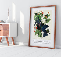 John James Audubon - White-crowned Pigeon from Birds of America (1827)