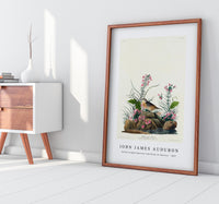 John James Audubon - Yellow-winged Sparrow from Birds of America (1827)