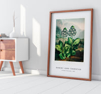 Robert John Thornton - A Group of Auriculas from The Temple of Flora (1807)