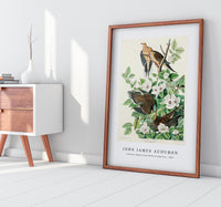 John James Audubon - Carolina Pigeon from Birds of America (1827)