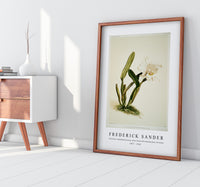 Frederick Sander - Cattleya lueddemanniana alba from Reichenbachia Orchids-1847-1920