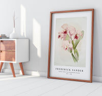 Frederick Sander - Cattleya lawrenceana from Reichenbachia Orchids-1847-1920