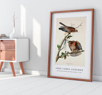 John James Audubon - Red-shouldered Hawk from Birds of America (1827)