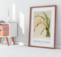 Frederick Sander - Cymbidium (hybridum) winnianum from Reichenbachia Orchids-1847-1920