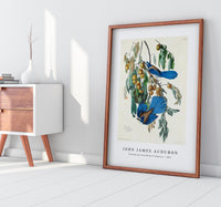 John James Audubon - Florida Jay from Birds of America (1827)