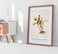 Frederick Sander - Cattleya (hybrida) parthenia from Reichenbachia Orchids-1847-1920