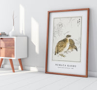 Numata Kashu - Japanese Quail and Gentian illustration from Pictorial Monograph of Birds (1885)