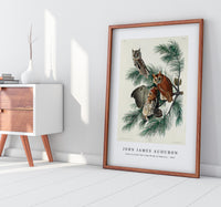 John James Audubon - Little Screech Owl from Birds of America (1827)