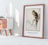 Numata Kashu - Black-eared Kite illustration from Pictorial Monograph of Birds (1885)