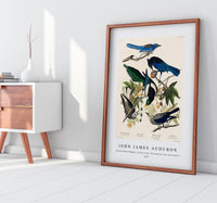 John James Audubon - Yellow-Billed Magpie, Stellers Jay, Ultramarine Jay and Clark's Crow from Birds of America (1827)