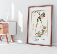 Numata Kashu - Macaw and Drooping Peach illustration from Pictorial Monograph of Birds (1885)