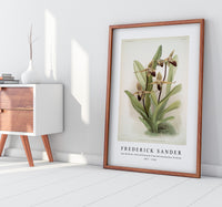 Frederick Sander - Cypripedium rothschildianum from Reichenbachia Orchids-1847-1920