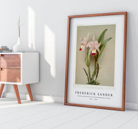 Frederick Sander - Cattleya ballantiniana from Reichenbachia Orchids-1847-1920